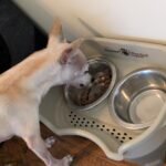 Jinx Salmon, Sweet Potato & Carrot Recipe, Grain Free Dry Dog Food , 23.5 lbs.