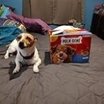 Milk-Bone, Peanut Buttery Bites, Soft Dog Treats with Jif Peanut Butter, 24 oz.