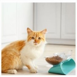 Cat and Bowl