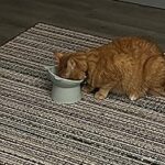 Purina, Cat Chow Complete, Chicken Flavored, Dry Cat Food, 25 lbs.