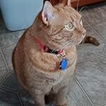 Purina, Cat Chow Complete, Chicken Flavored, Dry Cat Food, 25 lbs.