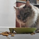 Purina, Cat Chow, Chicken Indoor Adult Dry Cat Food, Hairball and Healthy Weight, 25 lbs.